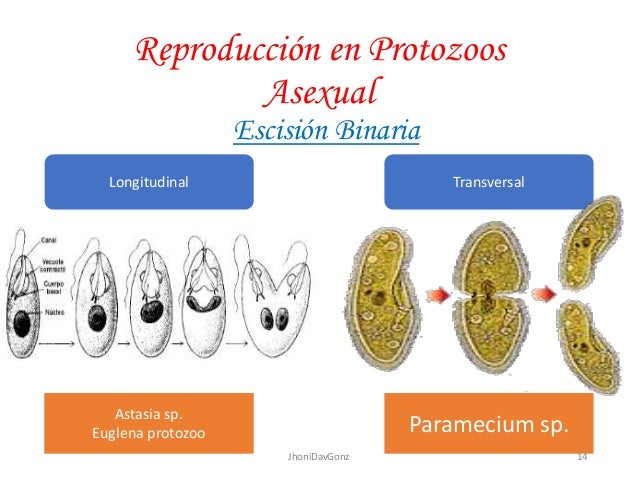 Consolidating student loans 2019 calendar Reproduccion de protozoarios asexual